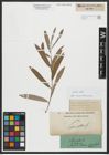Foto von Salix alba L.